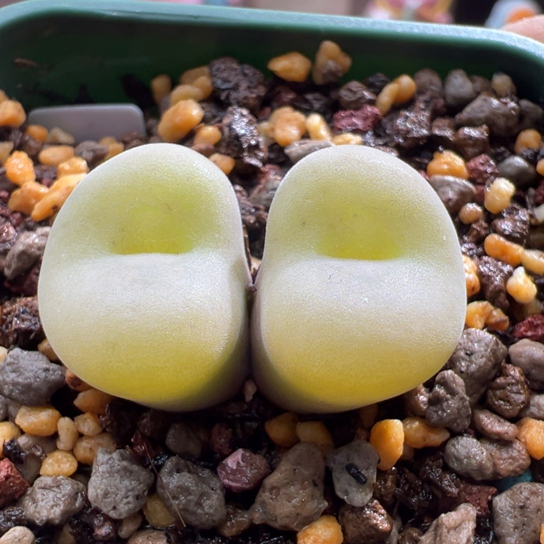 803 柏实花园多肉植物