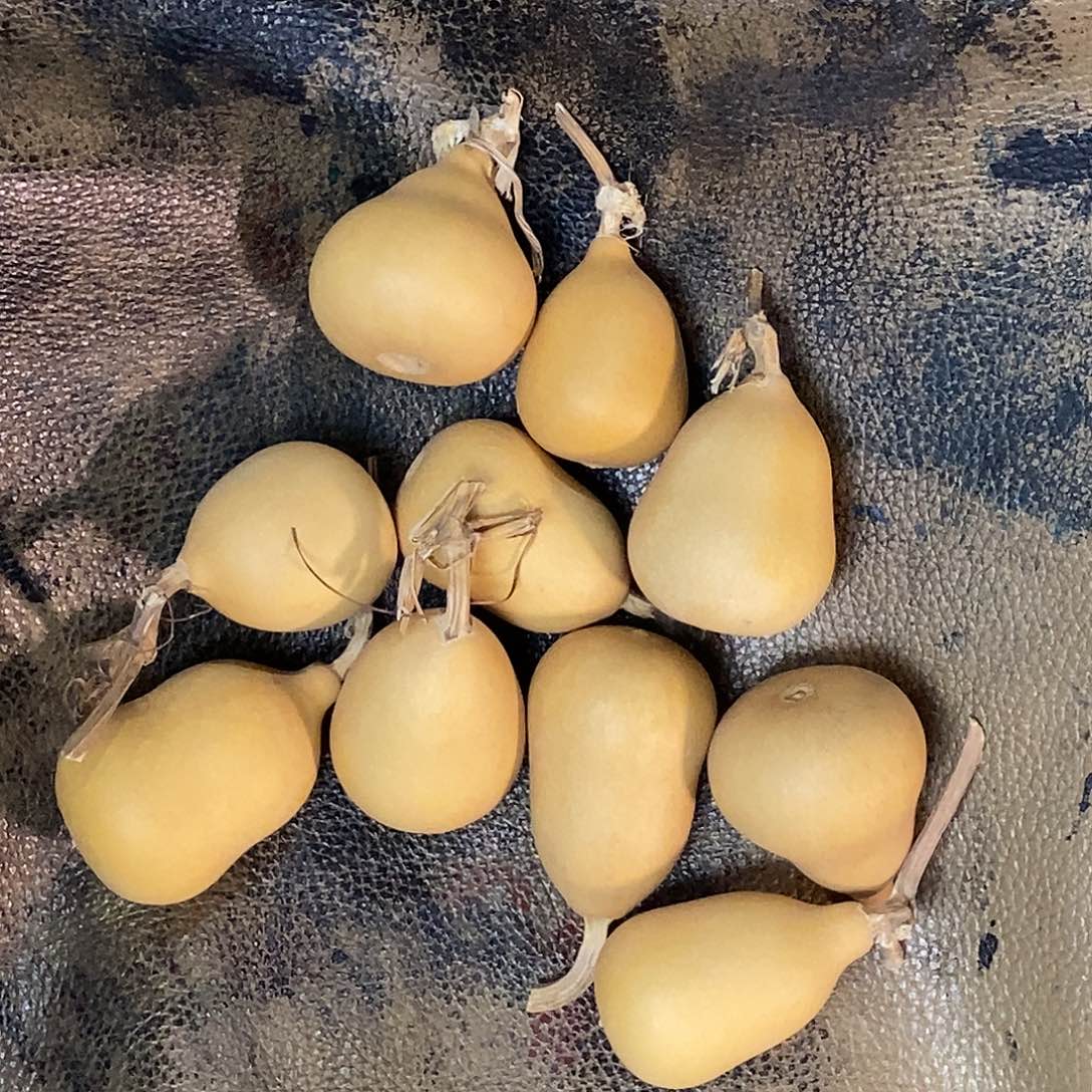 十个素葫芦一个红枣