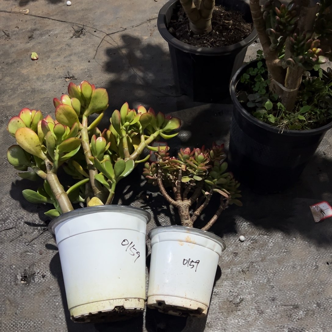 如***冰稀有大叶糖果➕小叶糖果0159