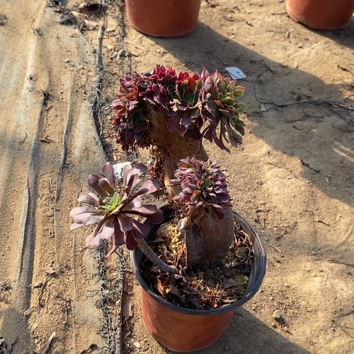 红桐缀多肉植物34