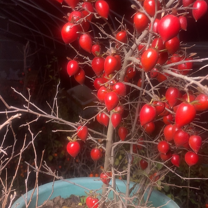 无花朵老鸦的眼睛