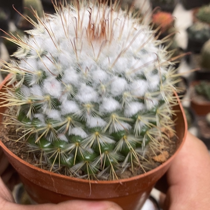 实生丰明丸特价福利