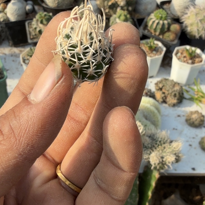 h***i飞鸟仙人球开花侧芽