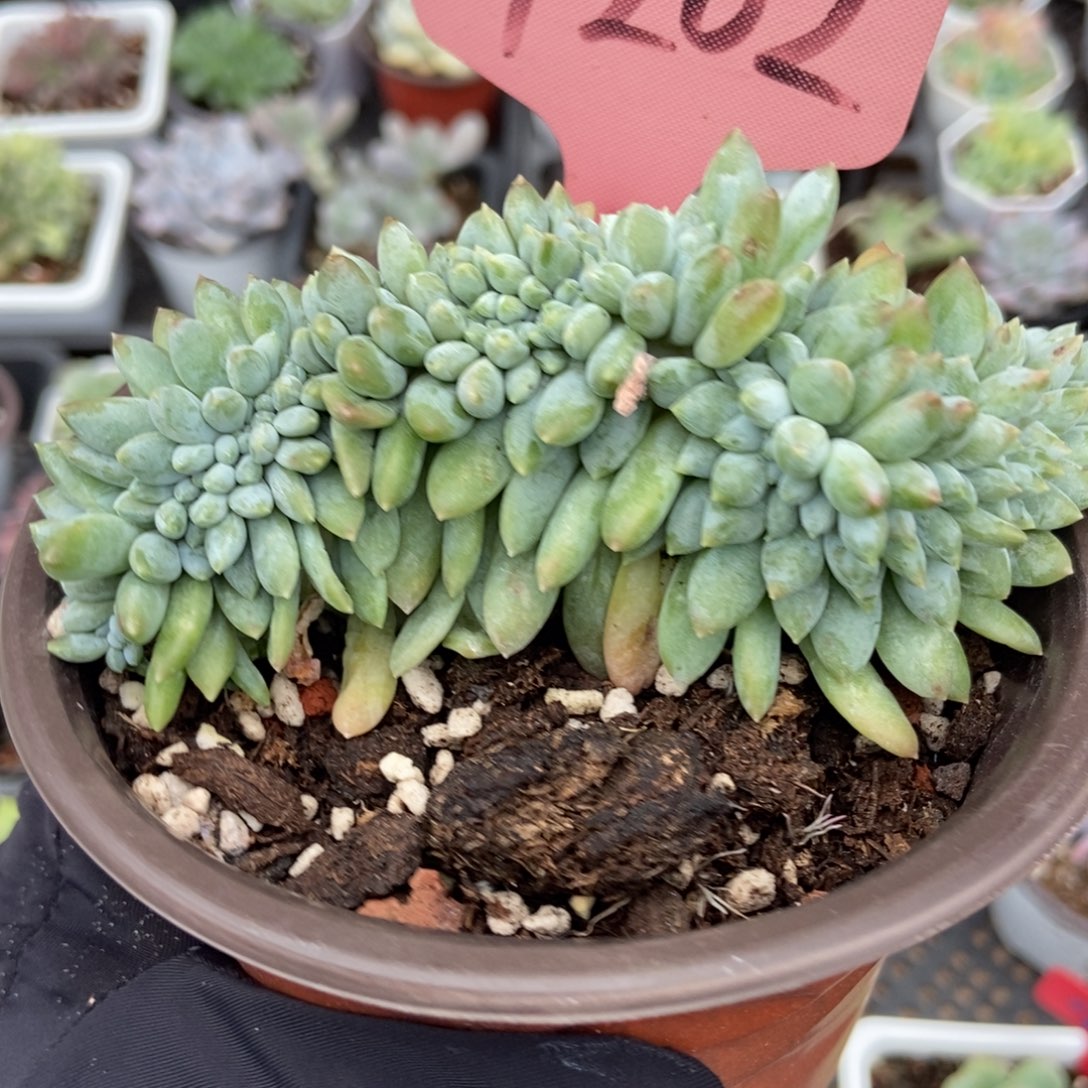 7202奶糖缀多肉植物