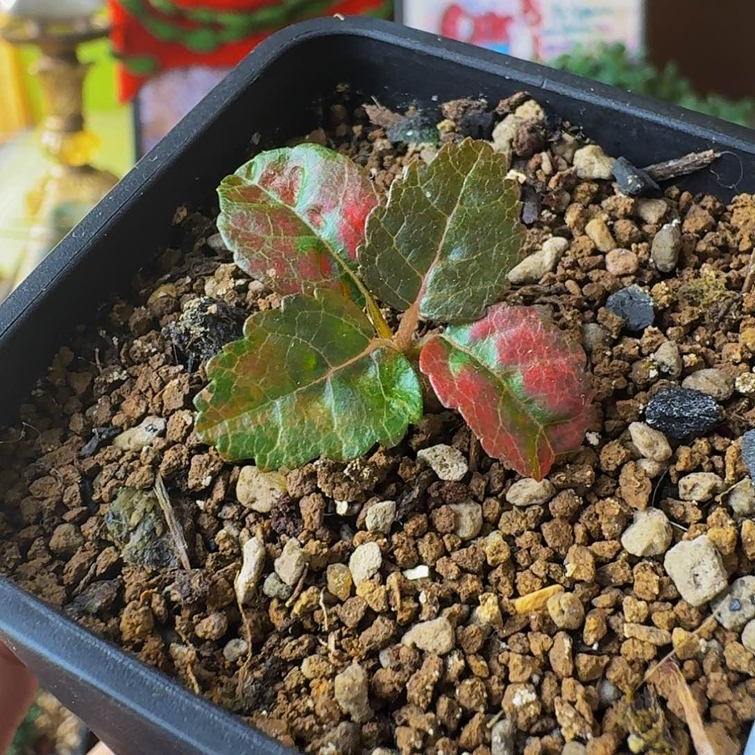 和***塵实生娜娜乳香带盆土寄养