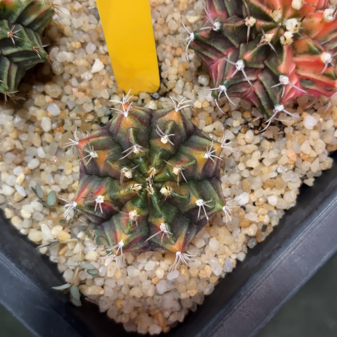 L510-1206泰国发货