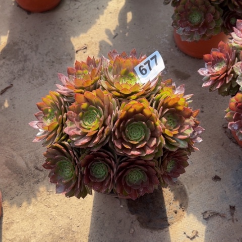 677红魔多肉植物，