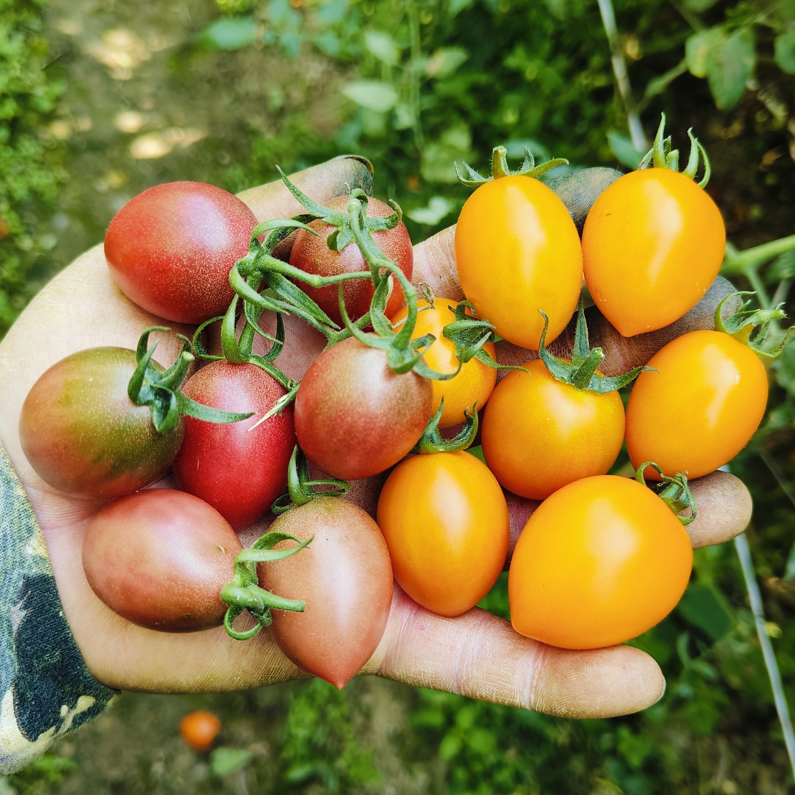 广东省汕尾紫弹头黄金果小番茄农家自种山泉水圣女果
