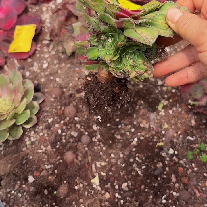 多肉植物福利530个