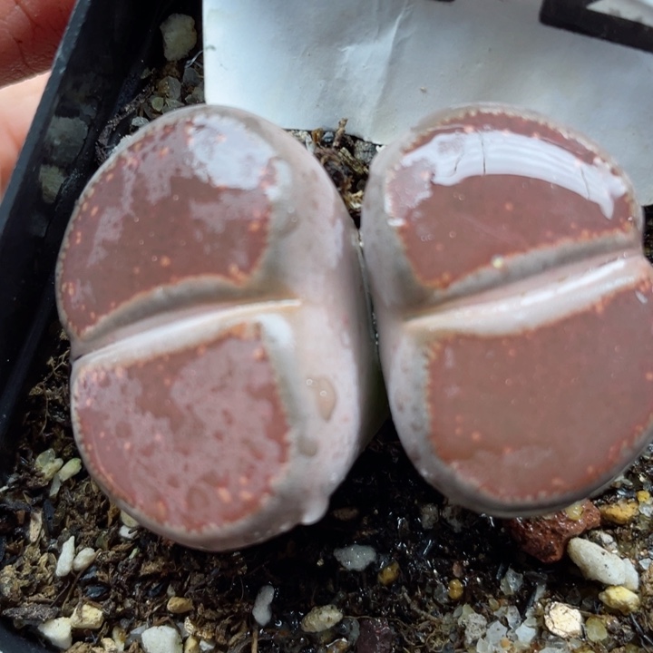 朵**宝672母本比利时ko