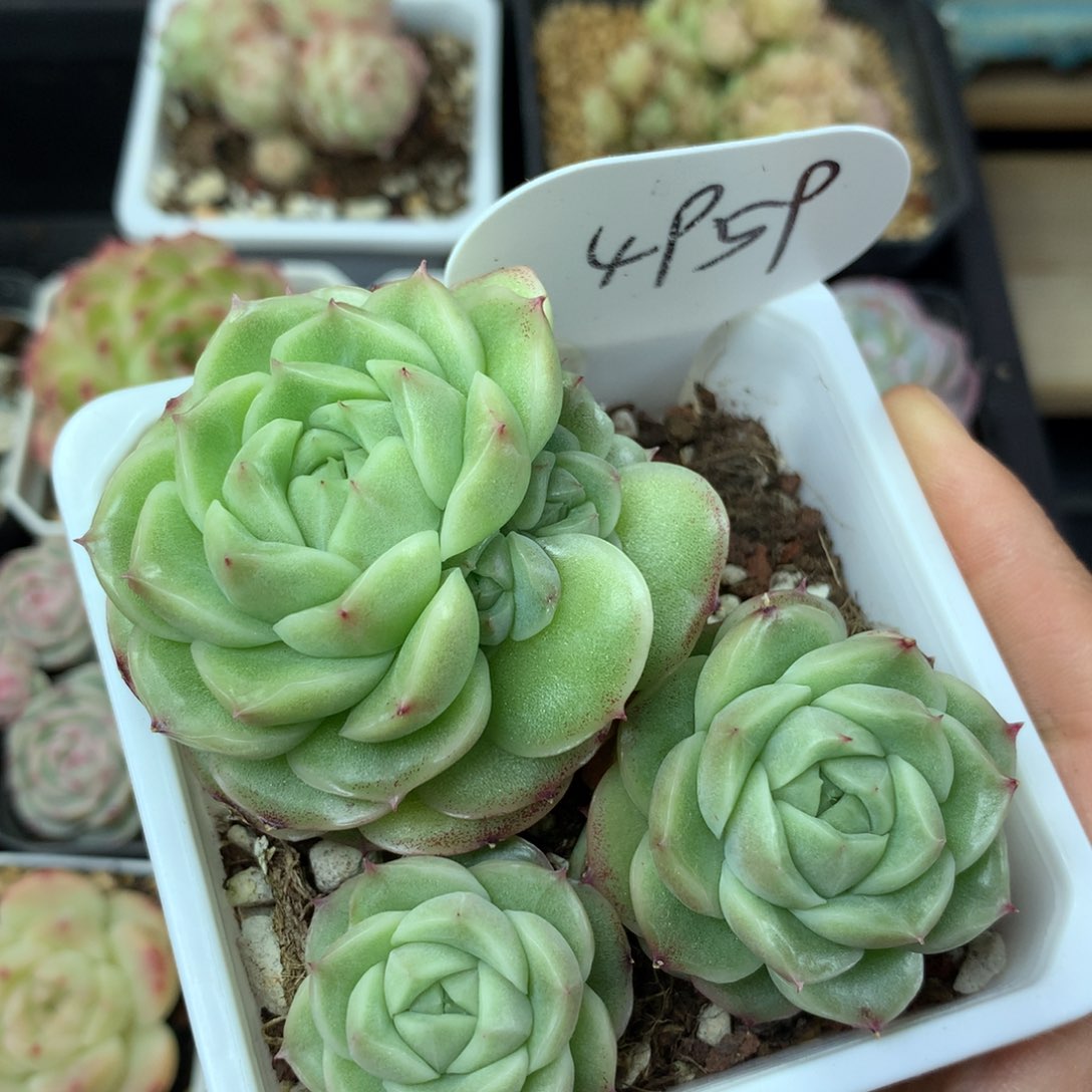 定繁麦秆单头4959