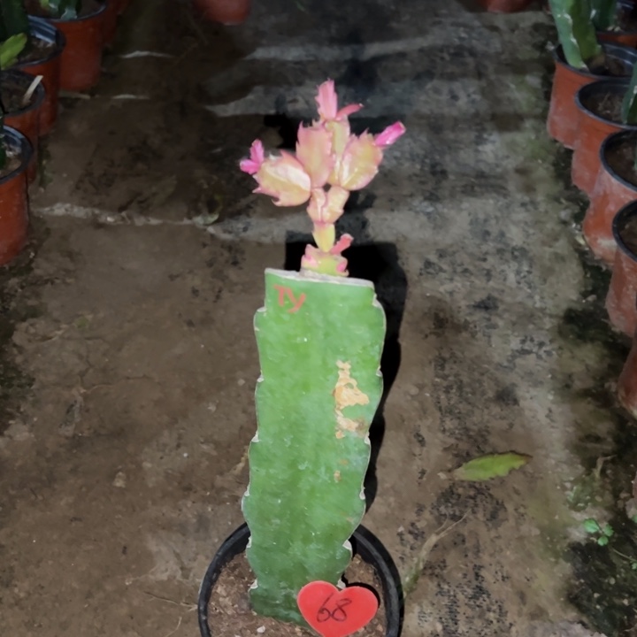 健***乐当前无花栽培后可以开花太阳68
