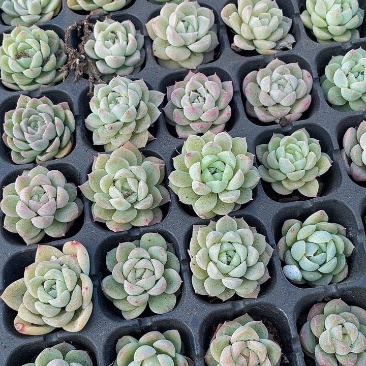 小白云月影1元带土发货