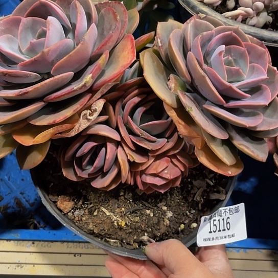 样*尘埃15116多肉