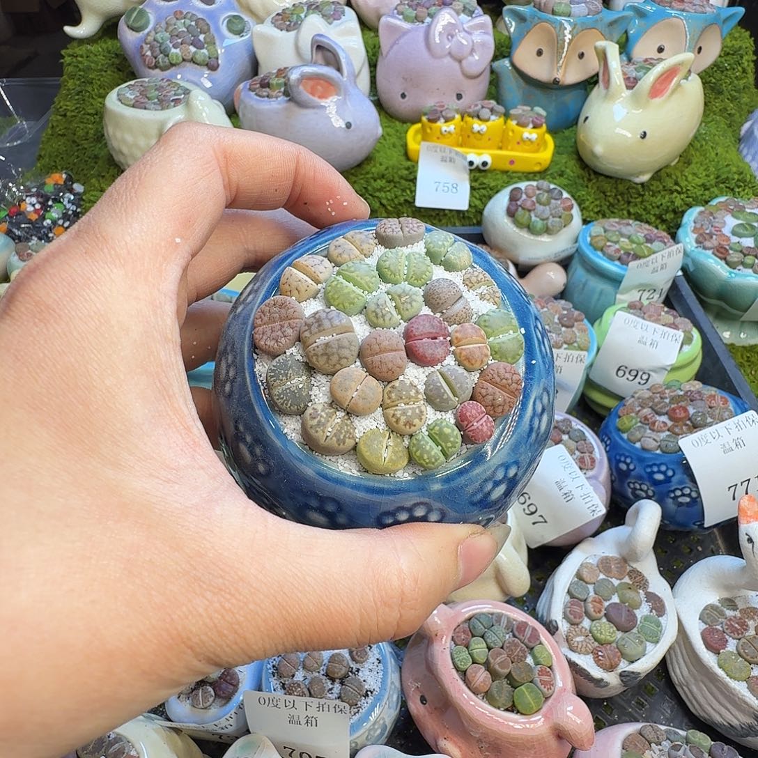 多肉植物福利冲778