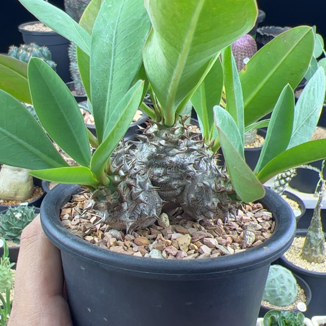 美花念珠大戟一物一拍