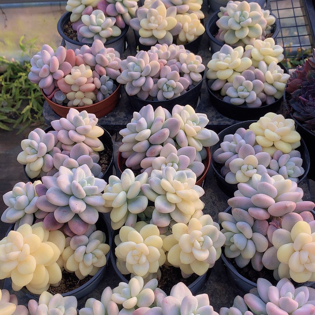 洛神锦34567788999900