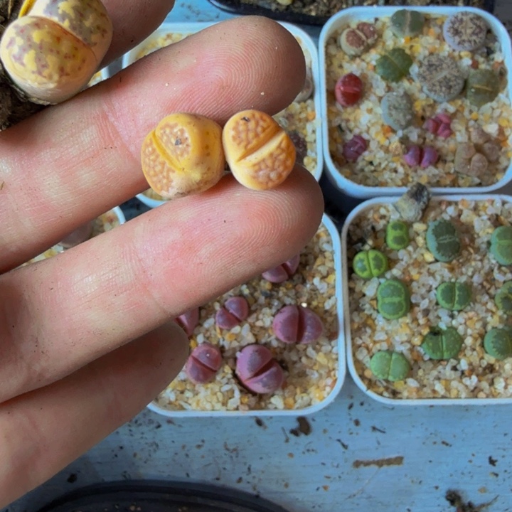 醉*恋多肉植物的生长发育197