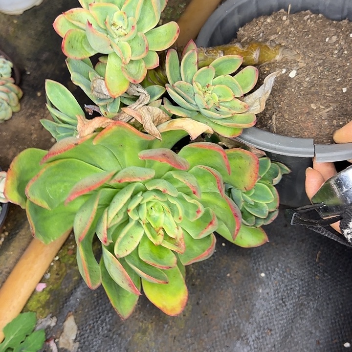 花蝴蝶920 多肉植物一物一拍