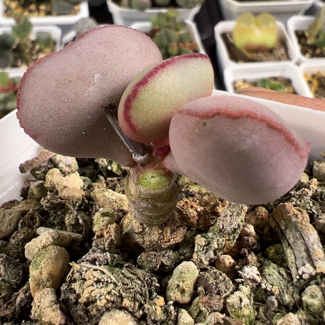 花蛋小桩子多肉植物水泡