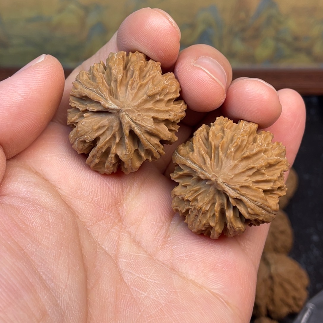 核桃6号链接6666666