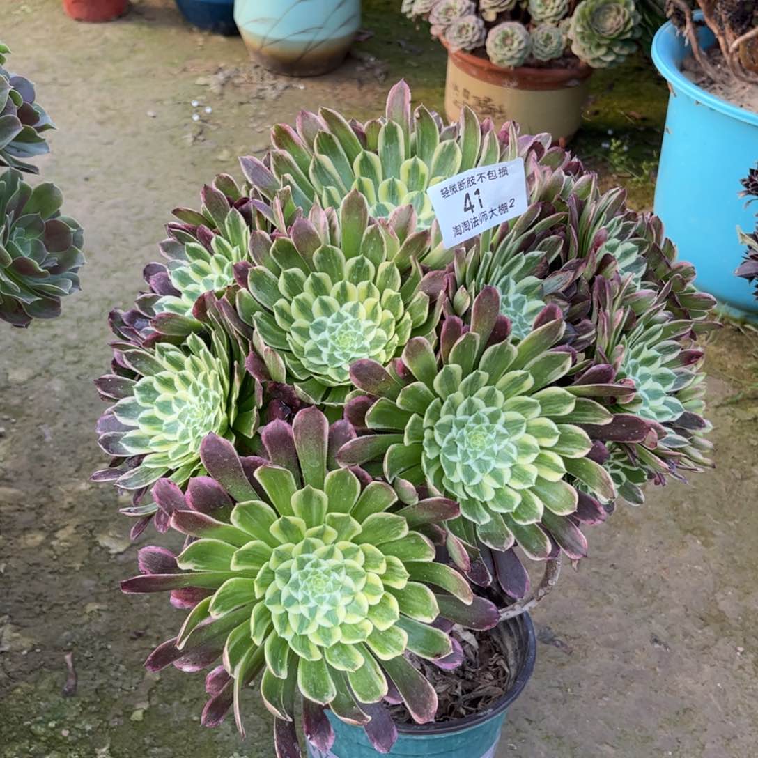 41金丝楠木多肉植物