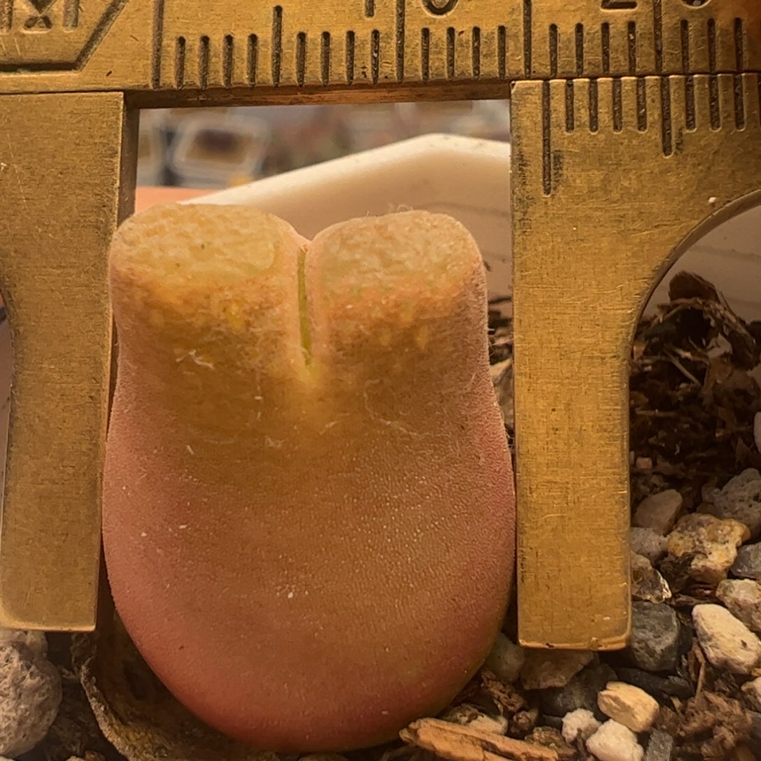 粉奶瓶风铃多肉植物