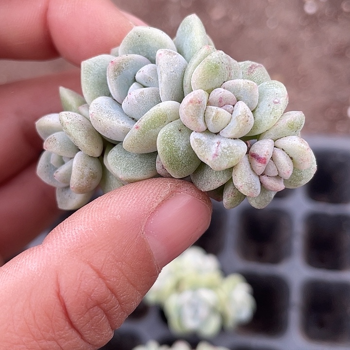 一物一拍满18包邮
