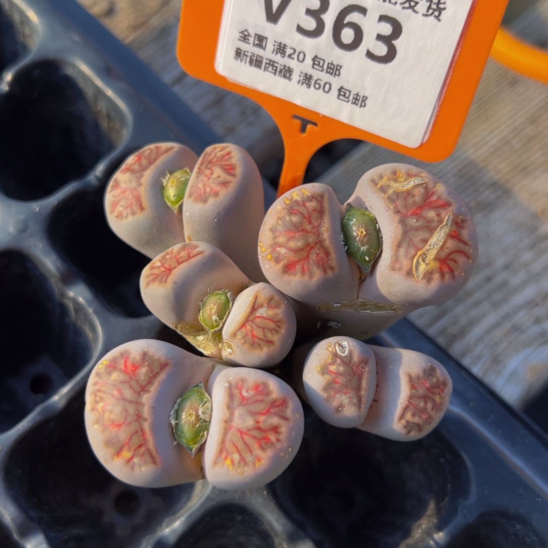 363 一物一拍，默认有伤，介意勿拍，不退不换