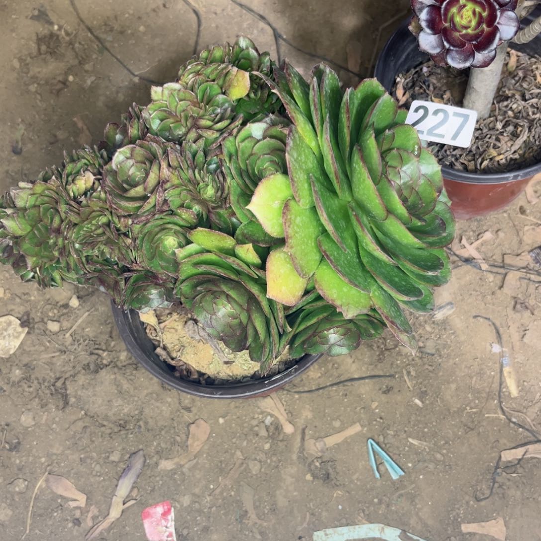 227万圣节缀化多肉植物