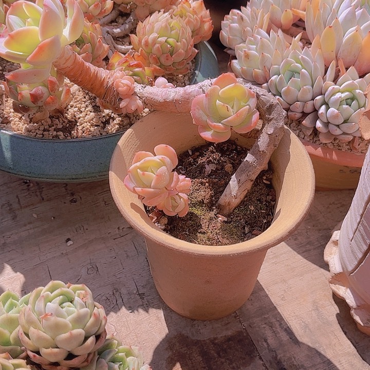、*夜多肉植物8888888888
