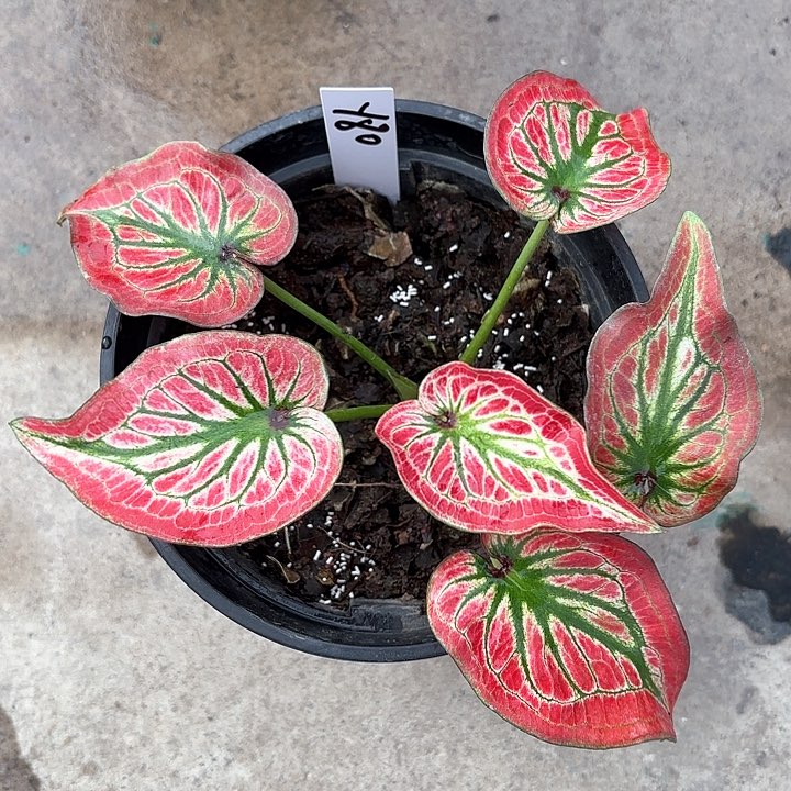 80-0212彩叶芋广东现货