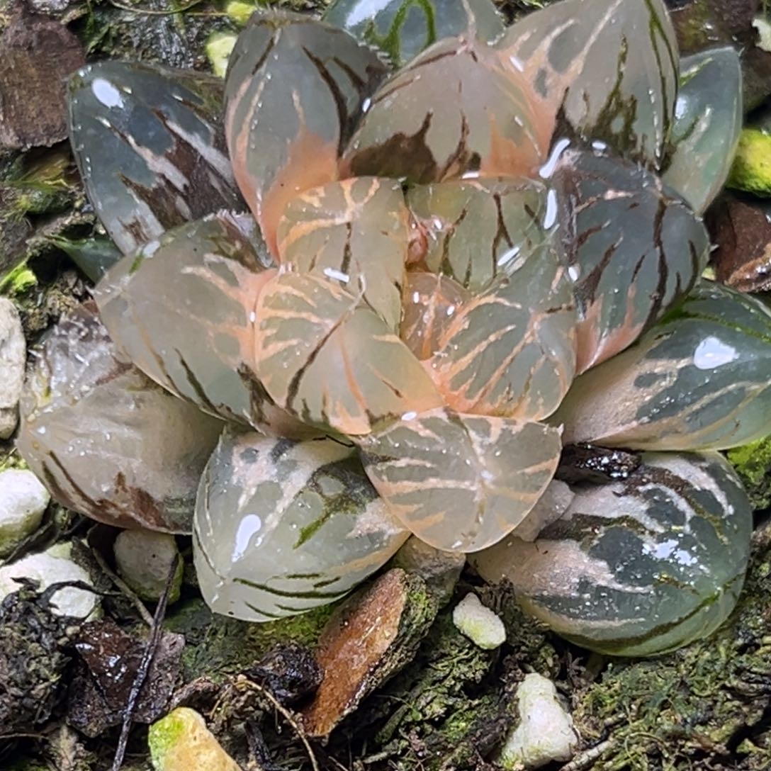 十二卷多肉植物2977om