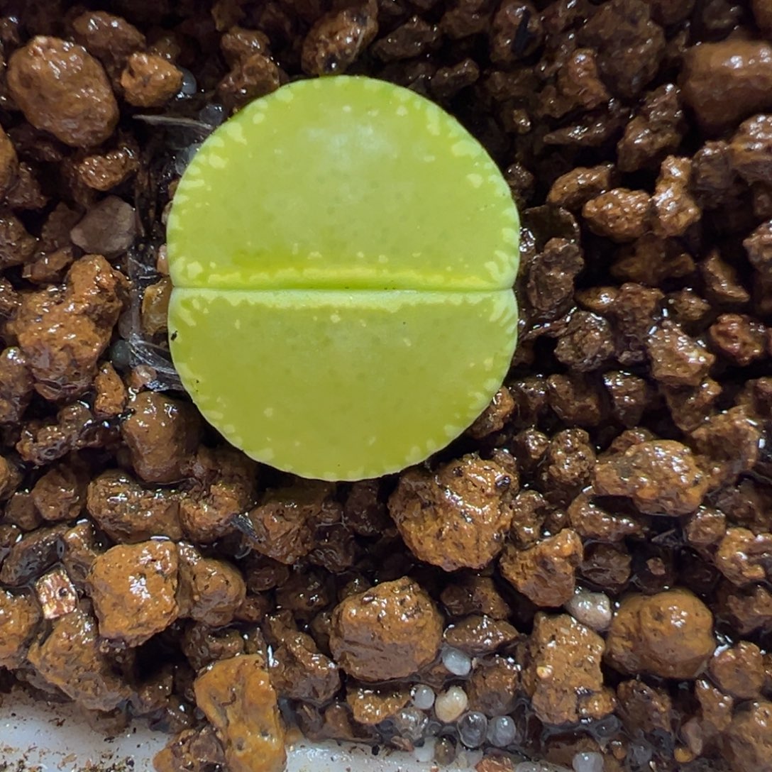 绿光阳多肉植物百科6