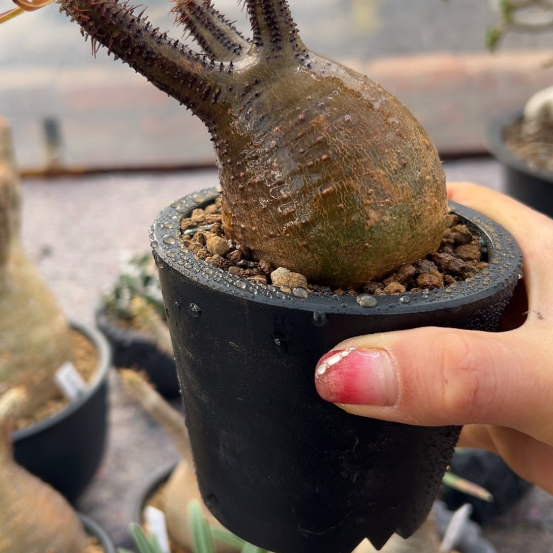 宫wwwwwwwwwwwwewwwwww