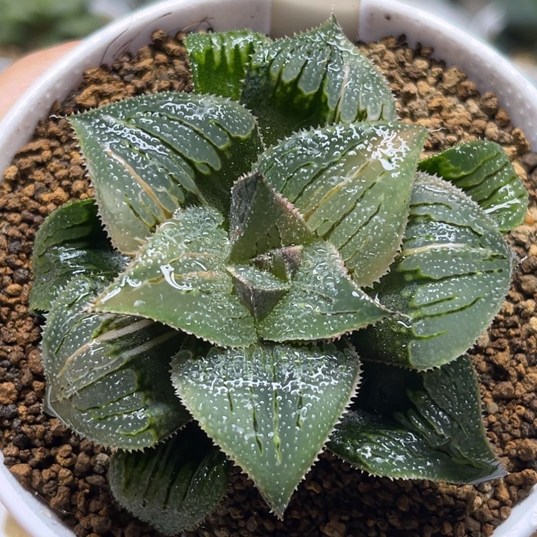 44巨大丸叶武藏芭提雅锦福利专场