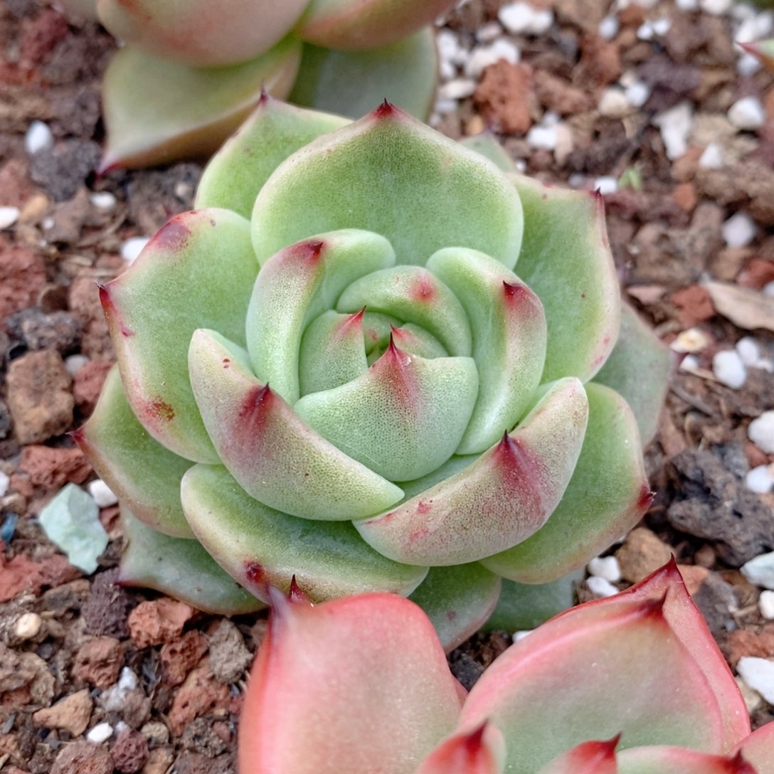 263 号东云系多肉植物