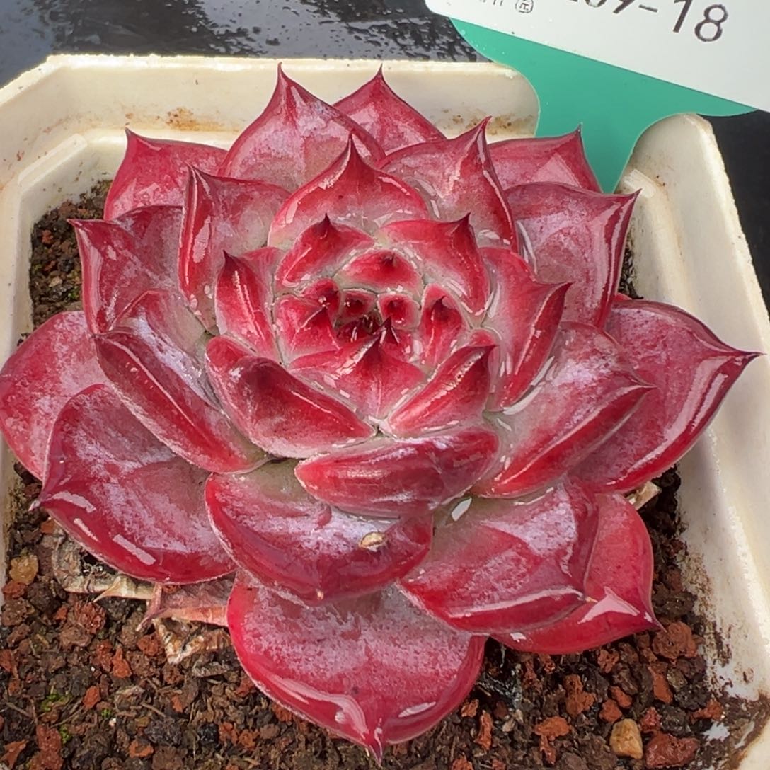 从前慢花园多肉编号1209-18