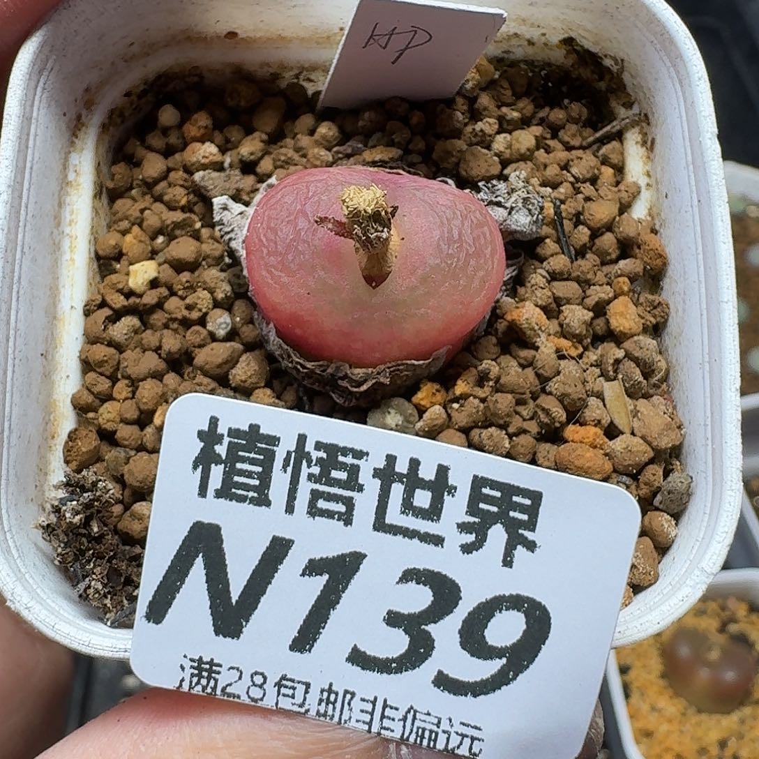 多肉植物的人生ghj