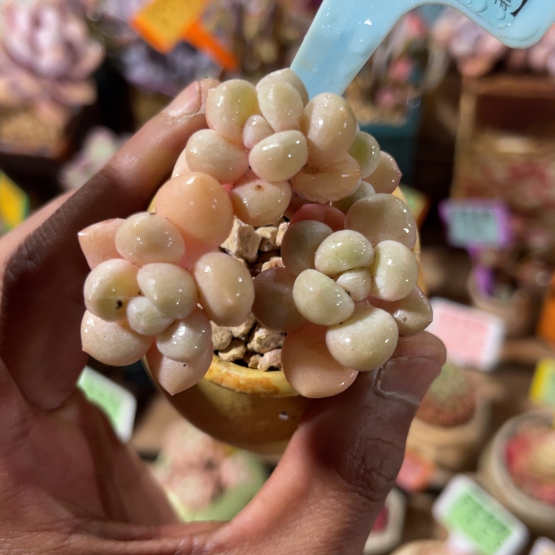 云尘多肉一物一拍不含盆1506