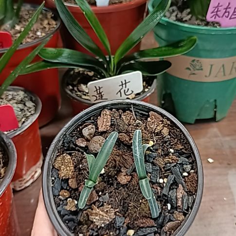 茶***海2颗                  