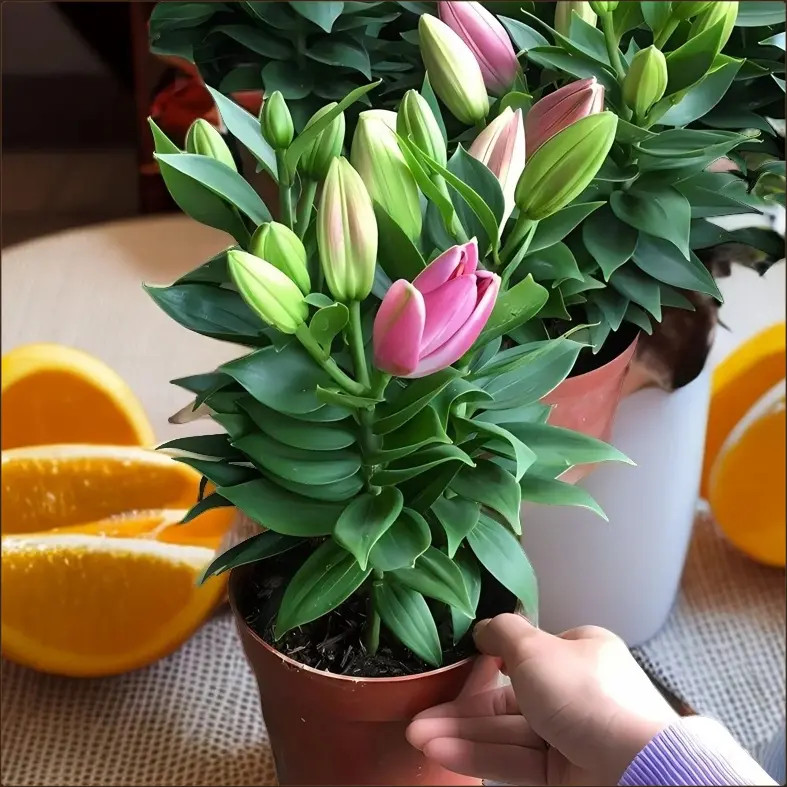 开花植物四季香水百合花种子花苗室内进口种植花卉种球盆栽好养活