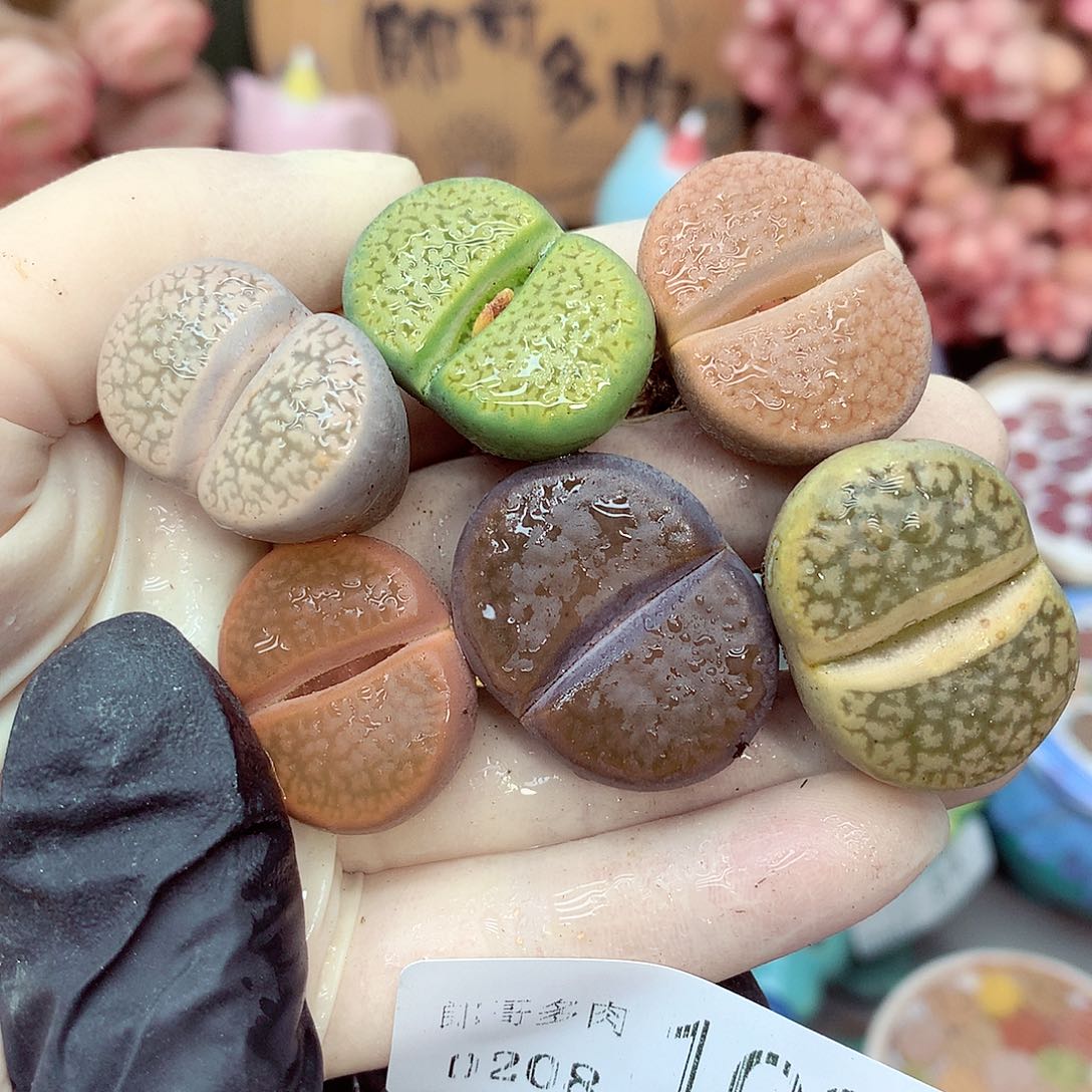 生石花满18包邮8-102