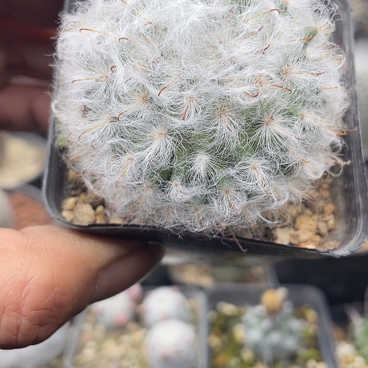 玉翁一颗包邮大盆发货