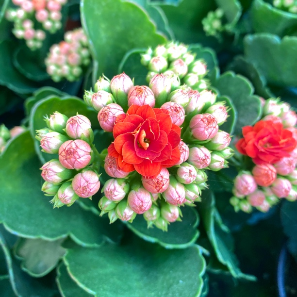 张扬长寿室内盆栽