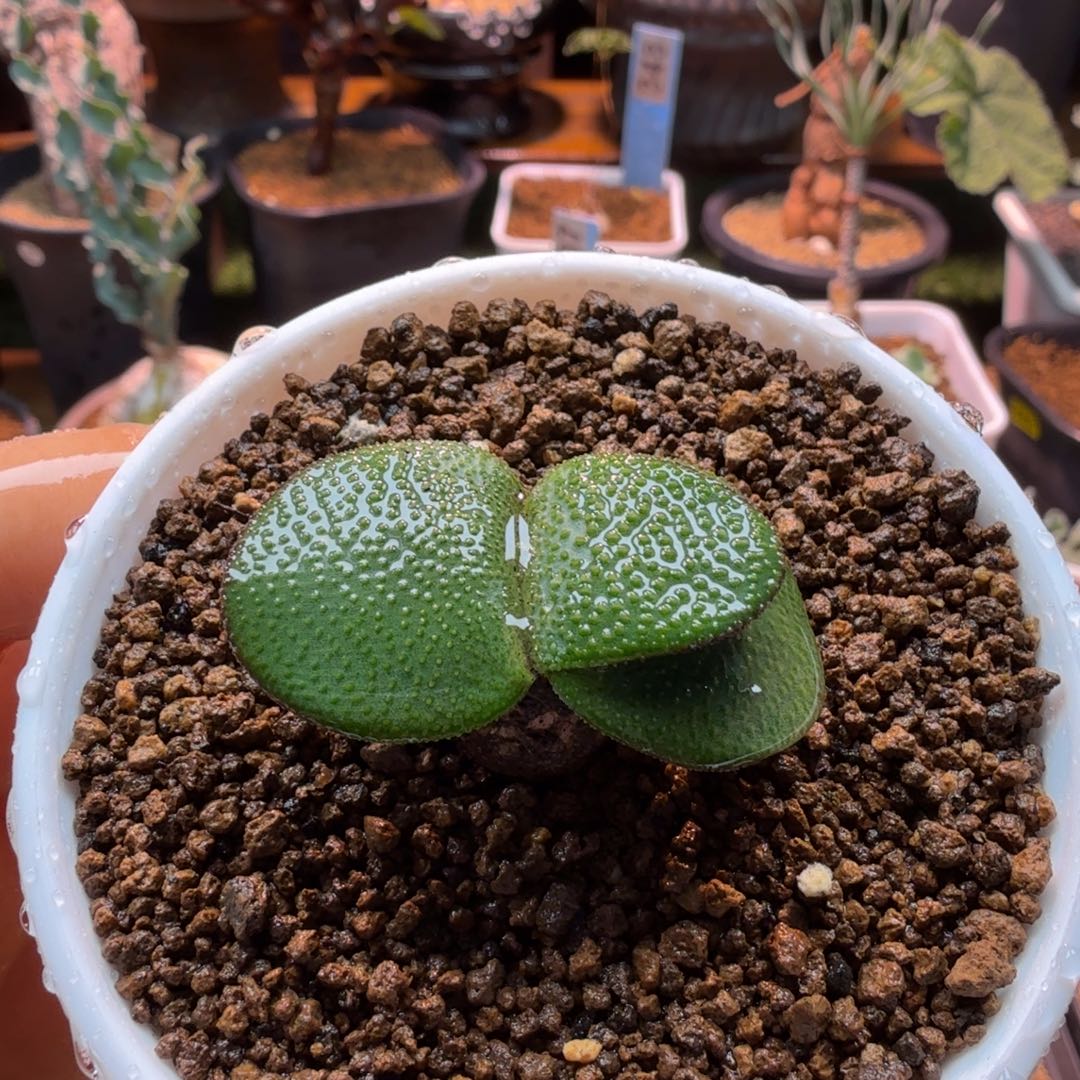 钢锉灯台百合341 仙人掌