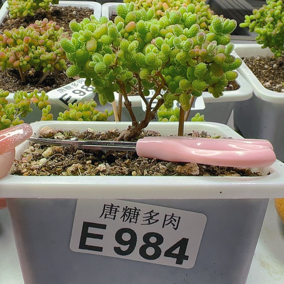 蜜橘984。              