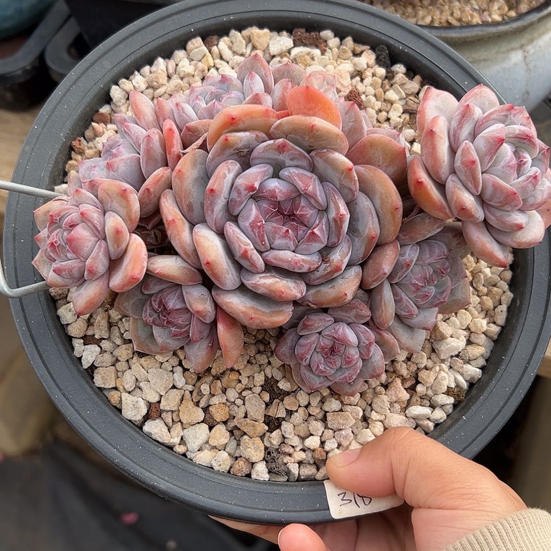 10头自然群哈哈哈