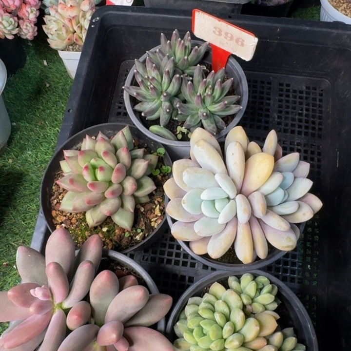 396多肉植物一物一拍