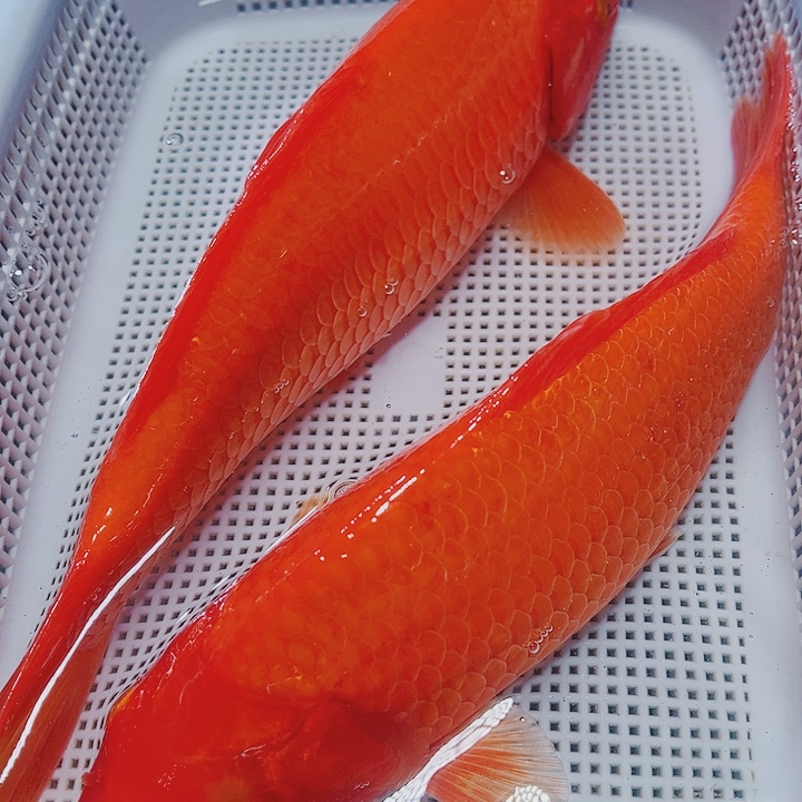 海水鱼锦鲤观赏鱼